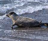 Seal Release - 13th March 2025
