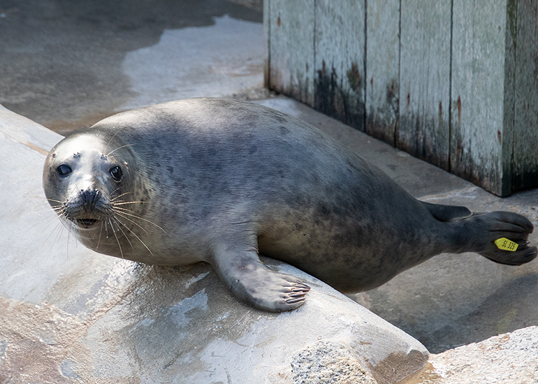 Seal Release - 13th March 2025