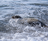 Seal Release - 13th March 2025