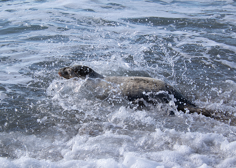 Seal Release - 13th March 2025