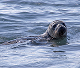 Seal Release - 13th March 2025