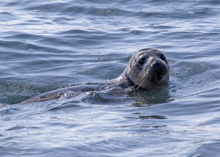 Seal Release - 13th March 2025