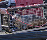 Seal Release - 13th March 2025