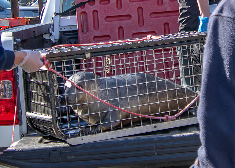 Seal Release - 13th March 2025