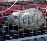 Seal Release - 13th March 2025