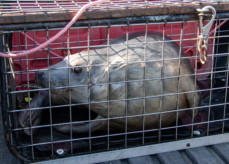 Seal Release - 13th March 2025