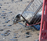 Seal Release - 13th March 2025