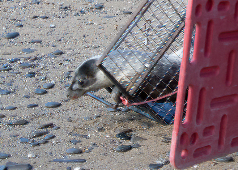 Seal Release - 13th March 2025