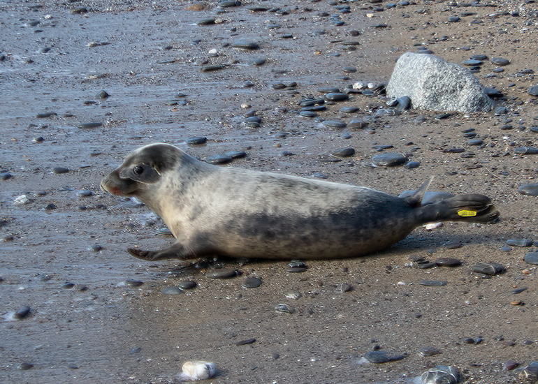 Seal Release - 13th March 2025