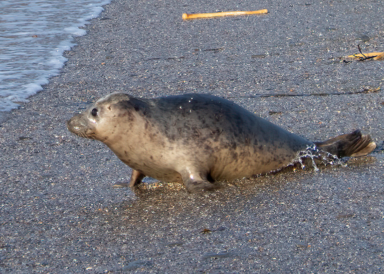 Seal Release - 14th February 2026