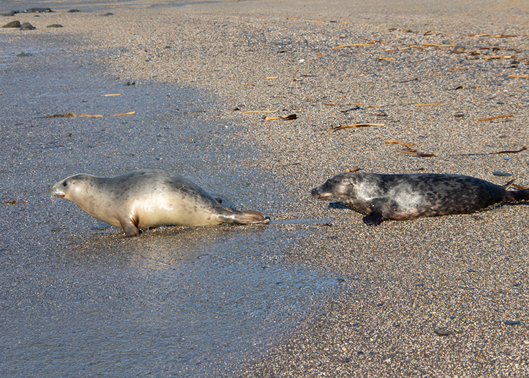 Seal Release - 14th February 2026