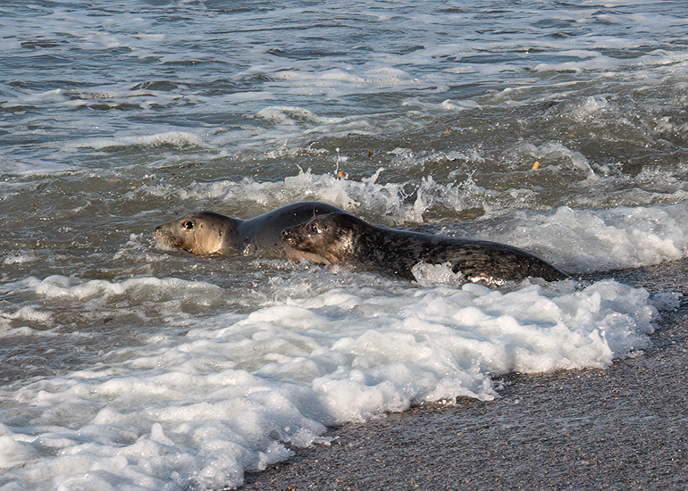 Seal Release - 14th February 2026