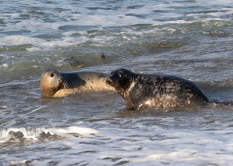 Seal Release - 14th February 2026