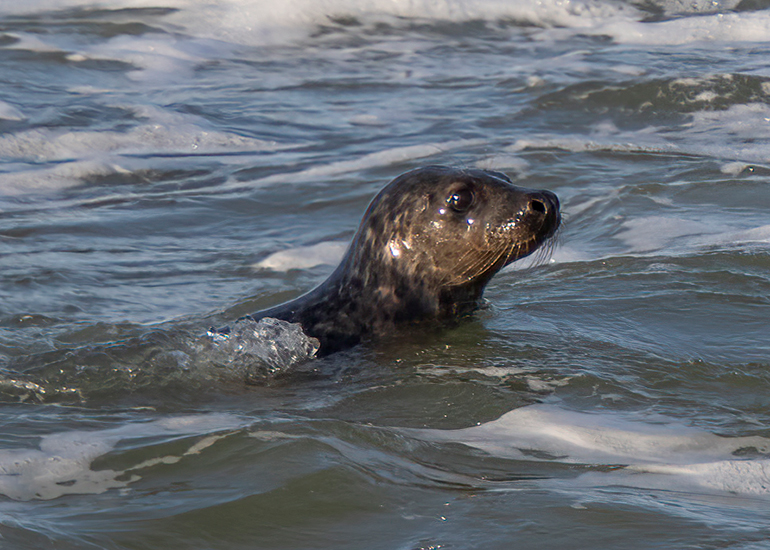 Seal Release - 14th February 2026