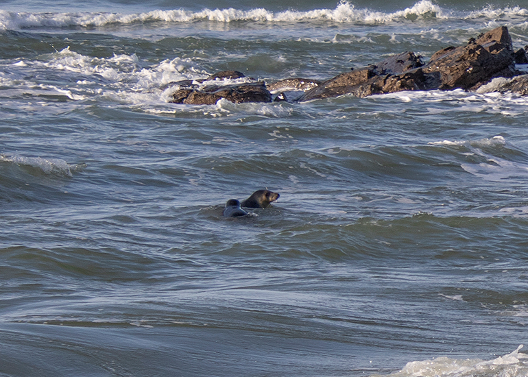 Seal Release - 14th February 2026