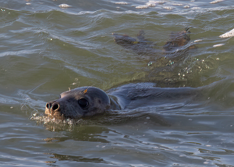 Seal Release - 14th February 2026