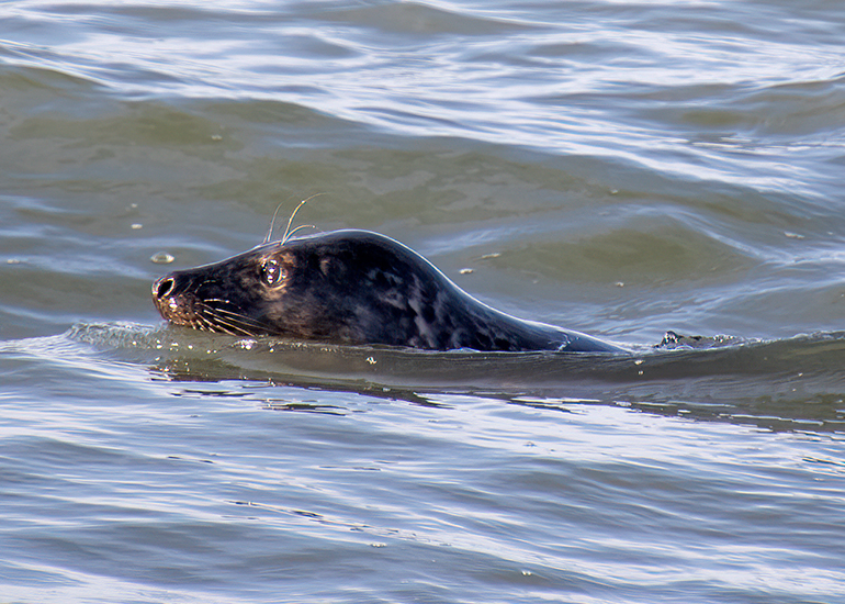 Seal Release - 14th February 2026