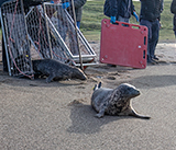 Seal Release - 16th April 2025