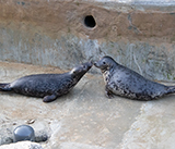 Seal Release - 16th April 2025