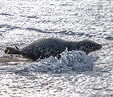 Seal Release - 16th April 2025