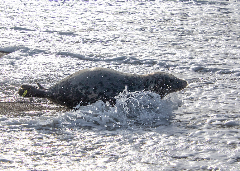 Seal Release - 16th April 2025