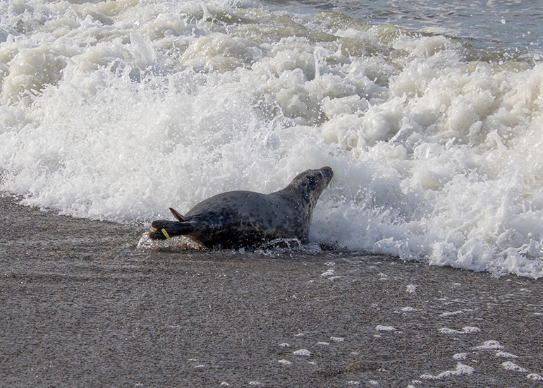 Seal Release - 16th April 2025
