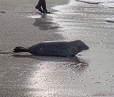 Seal Release - 16th April 2025