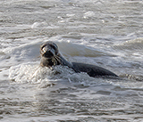 Seal Release - 16th April 2025