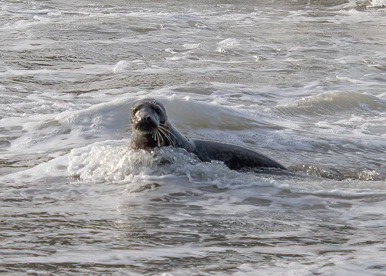 Seal Release - 16th April 2025