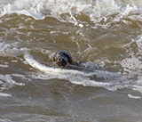 Seal Release - 16th April 2025