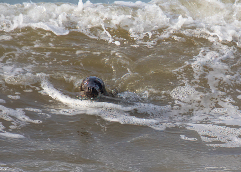 Seal Release - 16th April 2025