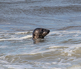 Seal Release - 16th April 2025