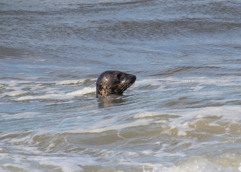 Seal Release - 16th April 2025