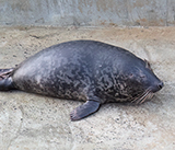 Seal Release - 16th April 2025