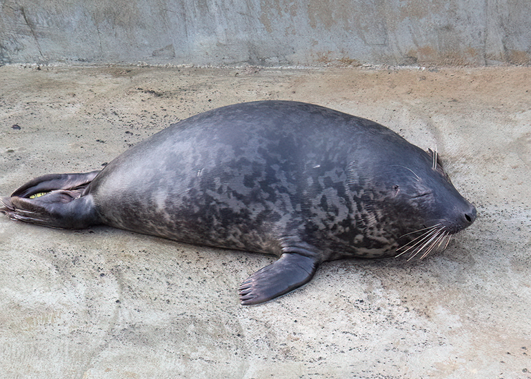 Seal Release - 16th April 2025