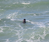 Seal Release - 16th April 2025