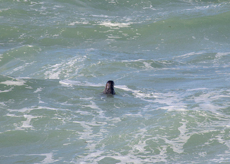 Seal Release - 16th April 2025