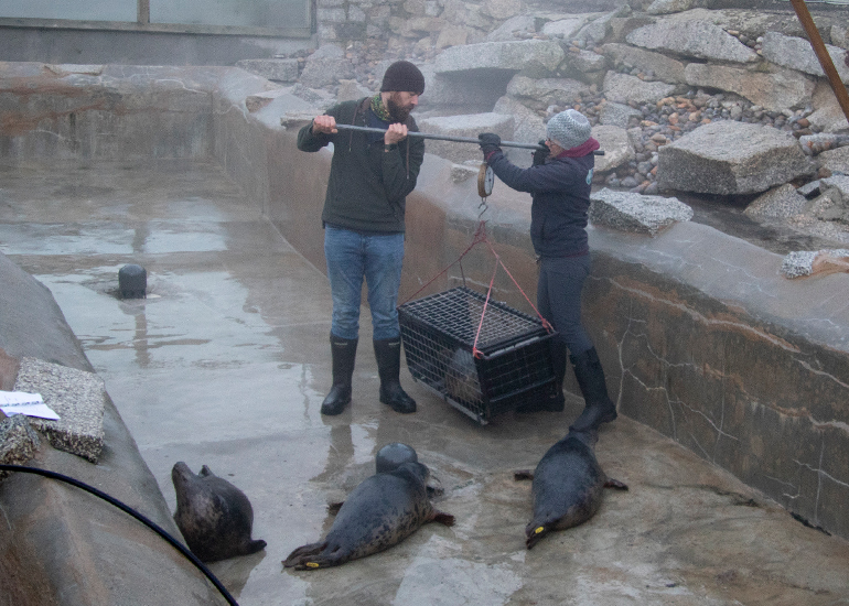 Seal Release - 18th January 2026