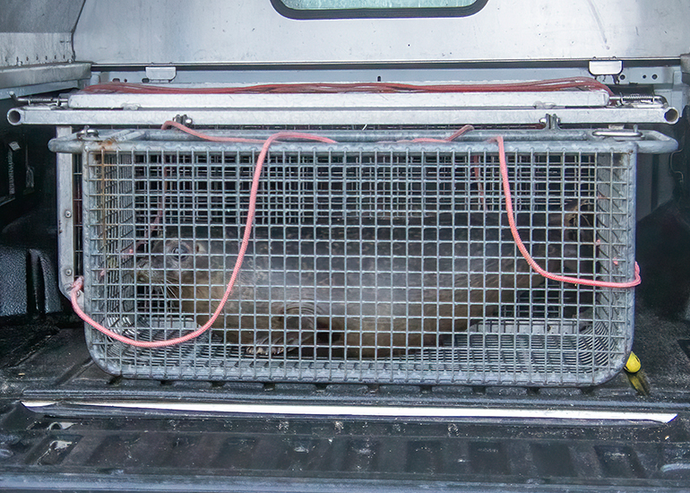 Seal Release - 18th January 2026