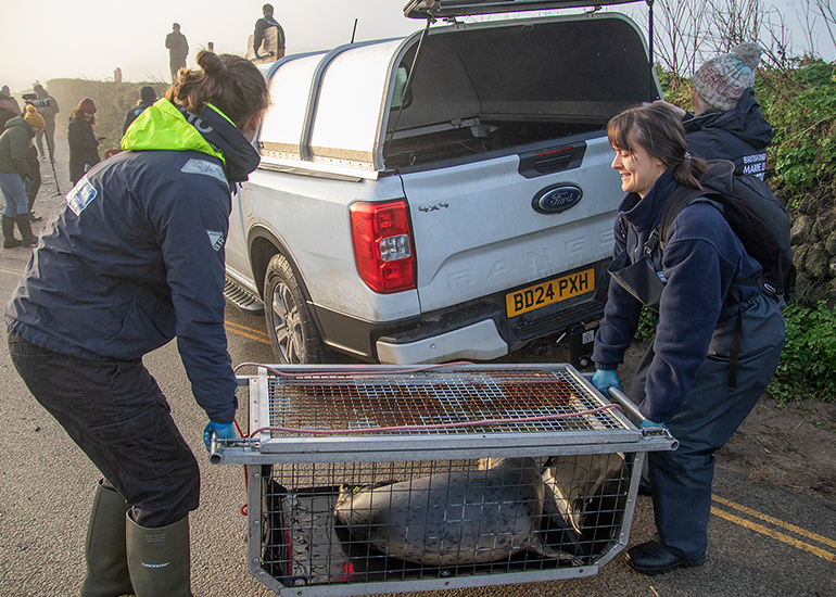 Seal Release - 18th January 2026