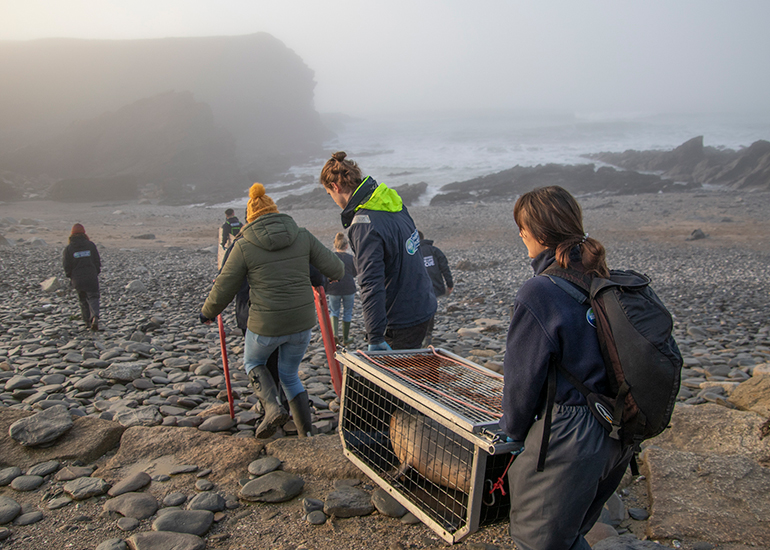 Seal Release - 18th January 2026