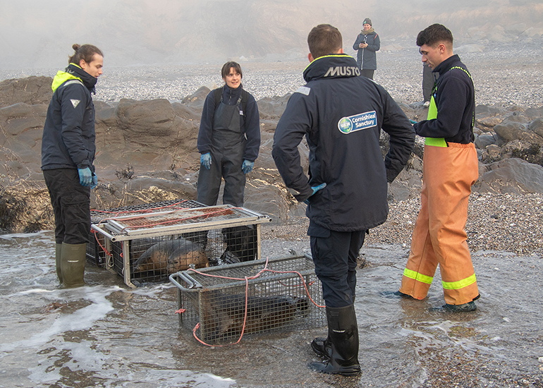 Seal Release - 18th January 2026