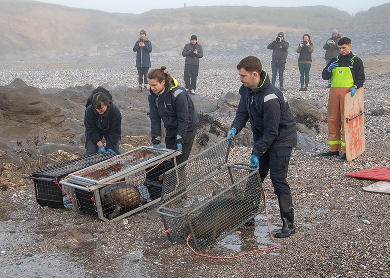 Seal Release - 18th January 2026