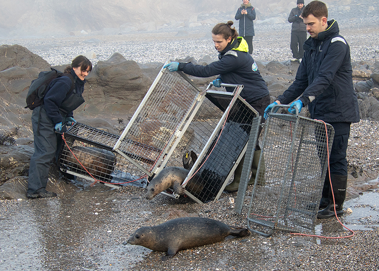 Seal Release - 18th January 2026