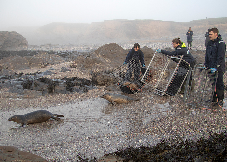 Seal Release - 18th January 2026