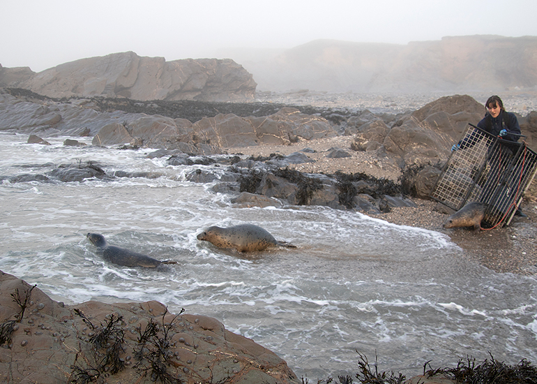 Seal Release - 18th January 2026