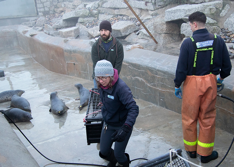Seal Release - 18th January 2026