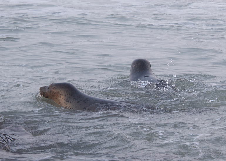 Seal Release - 18th January 2026