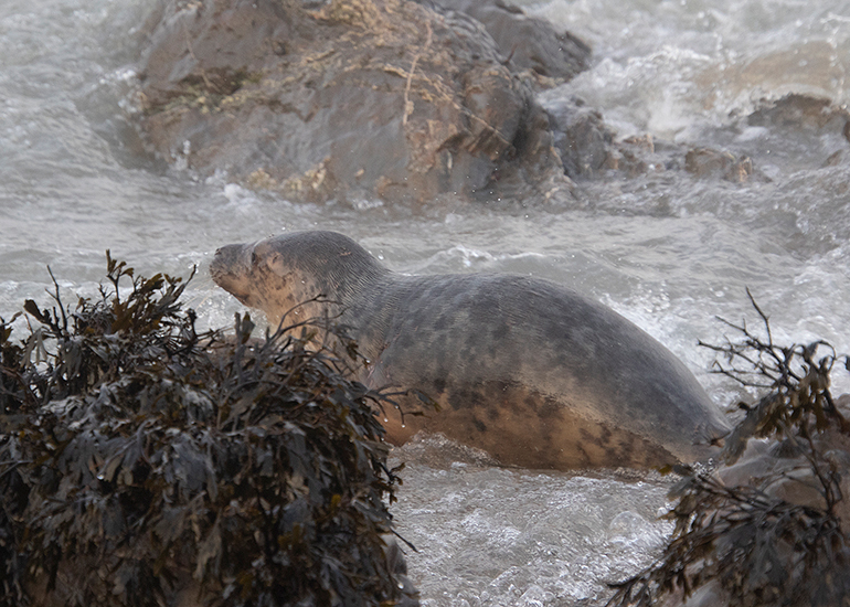 Seal Release - 18th January 2026