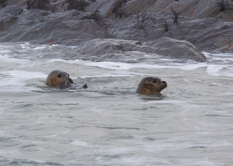 Seal Release - 18th January 2026